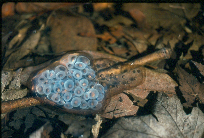 A spotted salamander egg mass (L) next to a smaller Jefferson salamander egg mass (R). Credit: Ed Thompson